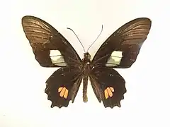 Parides anchises nephalion