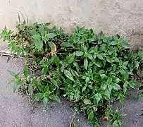 P. de Judée dans une rue de Paris 75005.