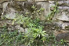 P. de Judée dans un vieux mur de Chateau-Thierry.