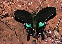Papilio paris, parc national de Khao Yai, Thaïlande. Les lunules blanches marginales sont bien visibles