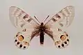 Parnassius charltonius  ♀