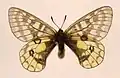 Parnassius eversmanni