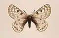 Parnassius simonius