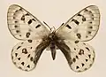 Parnassius tenedius