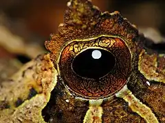 D'un oeil de Proceratophrys boiei, du Parque Estadual Carlos Botelho (pt) au Brésil. Novembre 2009.