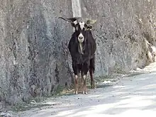 Un bouc galicien marron foncé