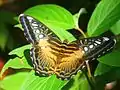 Parthenos sylvia saltentia