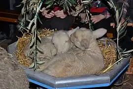 Agneaux dans le charreton.