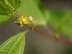 Fleur à 5 pétales jaunes