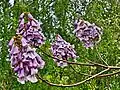 Paulownia kawakamii (en).