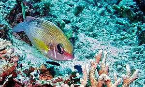 Scolopsis margaritifera