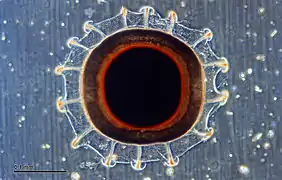 Statoblaste reproductif, vu au microscope.