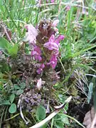 Pédiculaire des bois