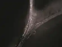 pelage d'un adhésif à petit angle.