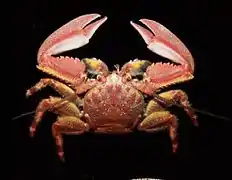 Petrolisthes tuberculosus.