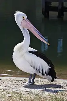 Pelecanus conspicillatus (Pelecaniformes).