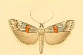 Pempelia alpigenella.