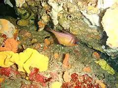 Pempheris klunzingeri