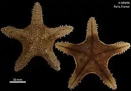 Pentaceraster alveolatus séchée (holotype, MNHN)