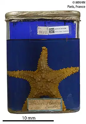 Pentaceraster mammillatus séchée (MNHN)