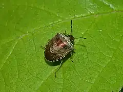 Eysarcoris venustissimus.