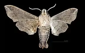 Face ventrale de la femelle(coll.MHNT)