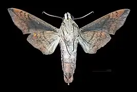 Perigonia lusca f. interrupta Face ventrale du mâle (coll.MHNT)