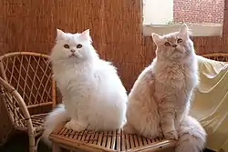 Persan blanc et persan crème