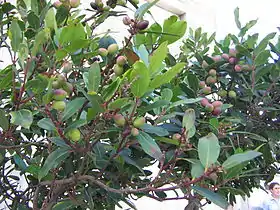 L'arbre Persea indica, de la même famille que l'avocatier, autrefois commun en Égypte, y a disparu mais on le trouve encore aux Açores et aux Canaries.