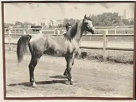 photographie noir et blanc d'un cheval sur un hippodrome, avec un homme.