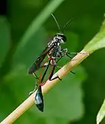 Pétiole d'une Ammophile.