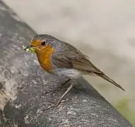 Rouge-gorge avec insectes dans le bec, zoo de Munich, Allemagne.