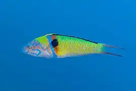 Thalassoma pavo en Espagne