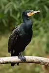 Grand Cormoran