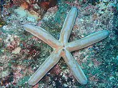 Phataria unifascialis dans le Golfe de Californie.