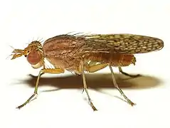 Pherbina coryleti, un Sciomyzidae.
