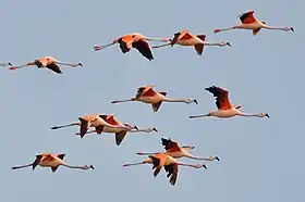 Flamants du Chili (Phoenicopterus chilensis)
