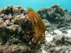 Une colonie de cyanophycées Phormidium cf. laysanense