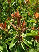 Jeunes feuilles bronzées.