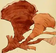 Sonderophycus capensis