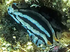 Phyllidiopsis sphingis.