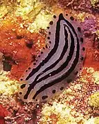 Phyllidiopsis xishaensis.