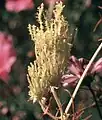 Phyllodie causée par une infection par phytoplasme sur un Cosmos spp.