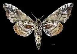 Face ventrale de la femelle (coll.MHNT)