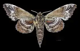 Face ventrale du mâle (coll.MHNT)