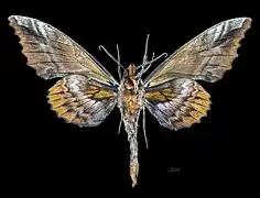 Phyllosphingia dissimilis perundulans Revers (coll.MHNT)