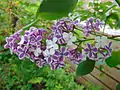 Variégation chez un lilas