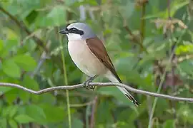 Pie-grièche écorcheur mâle.