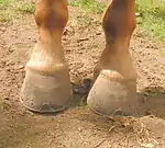 image des pieds antérieurs d'un cheval, vus de face.