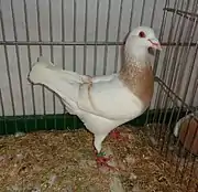 Gier jaune cendré barré (agate)